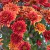 beaniesfashion